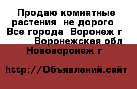 Продаю комнатные растения  не дорого - Все города, Воронеж г.  »    . Воронежская обл.,Нововоронеж г.